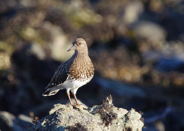 Black Turnstone