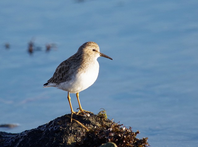 Least Sandpiper