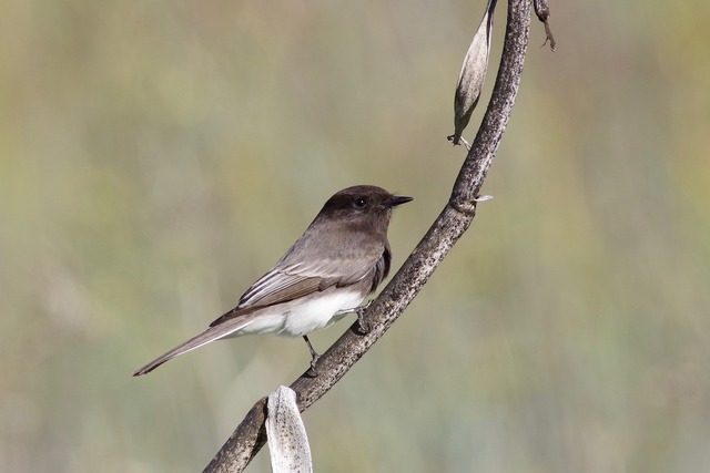 Black Phoebe