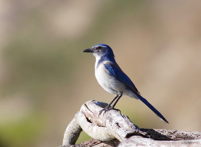 Blue Jay