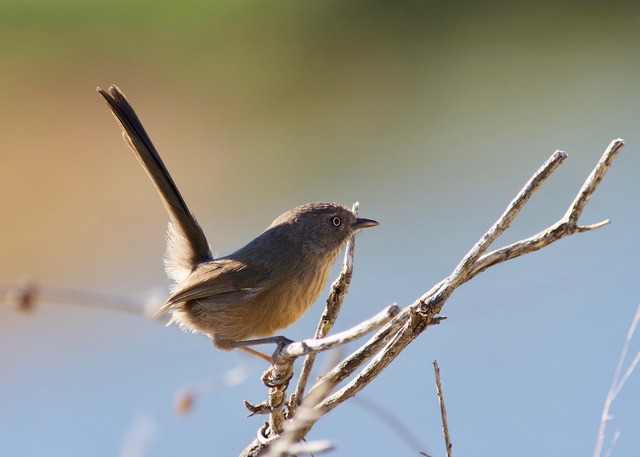 Wrentit