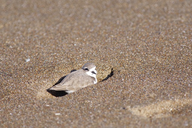 Snowy Plover3