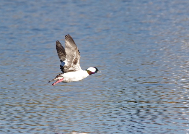 Bufflehead