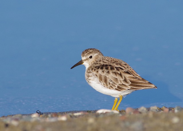 Least Sandpiper2