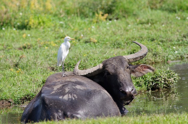 Cattle and cattle