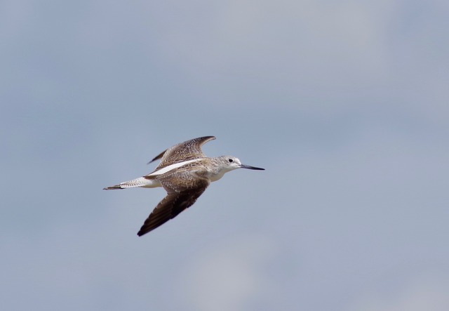 common Greenshank