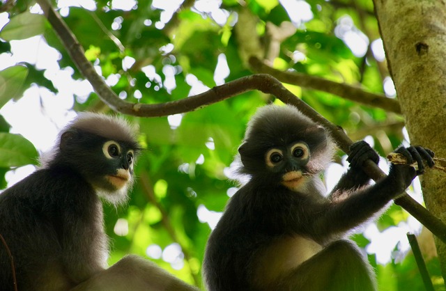 Spectlaced Langur