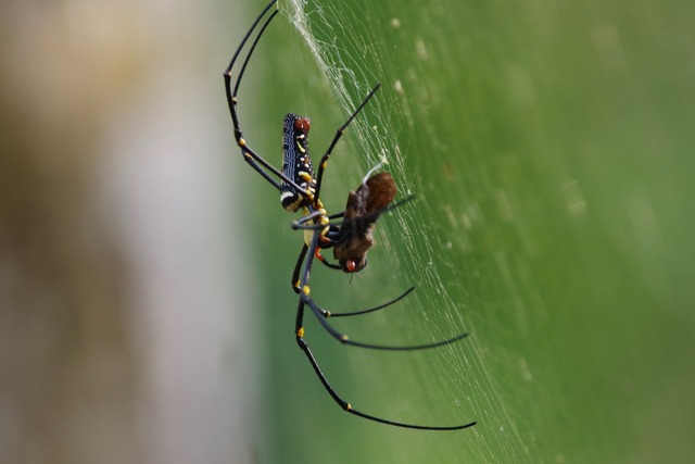 Golden Orb