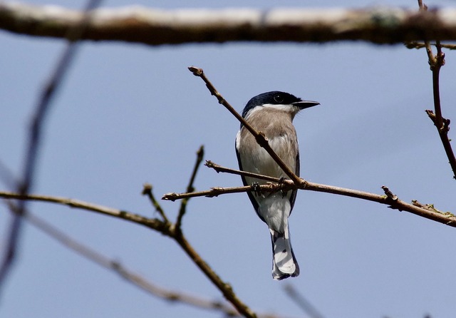 Bar-winged Flycatcher Shrike