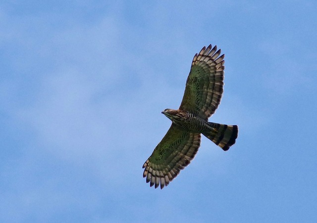 Wallace´s Hawk Eagle