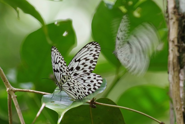 Malayan Tree Nymph