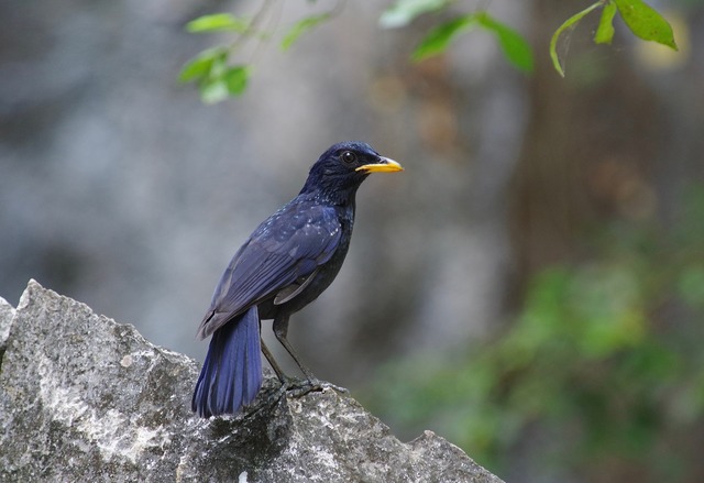 Blue Whistling Thrush