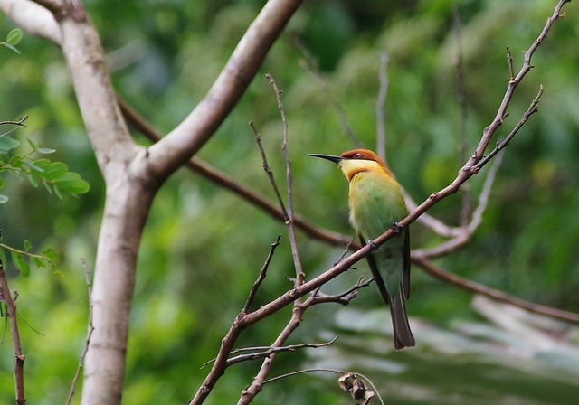 Chestnut-headed Bee-eater