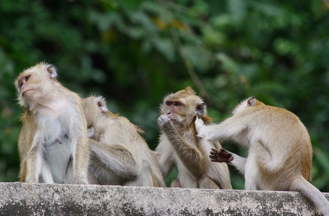 Long-tailed Macaques