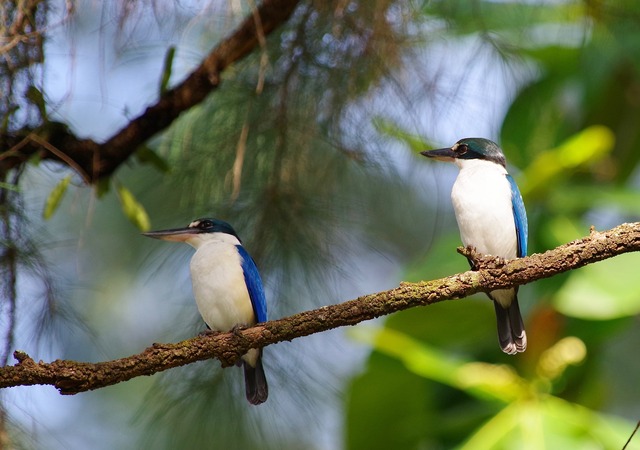 Collared Kingfisher