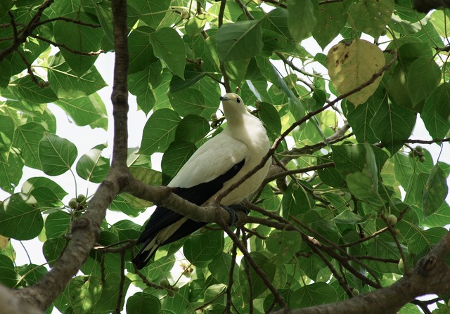 Pied Imperial Pigeon