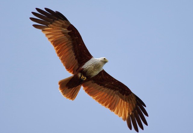 Brahminy Kite