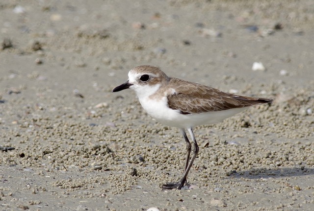 Lesser sand Plover