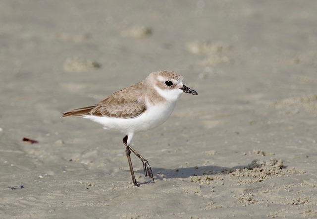 Lesser Sand Plover