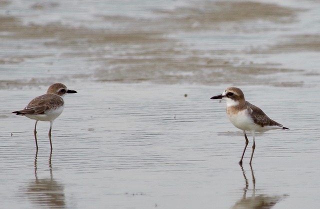 Greater Sand Plover