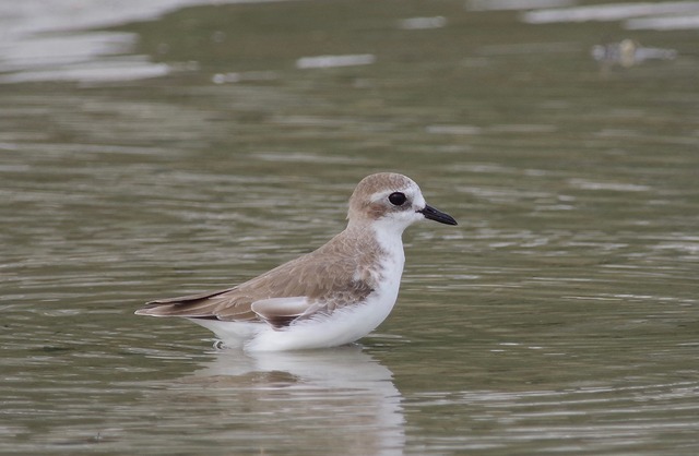 Lesser Sand Plover