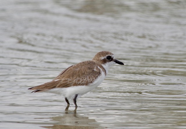 Greater Sand Plover