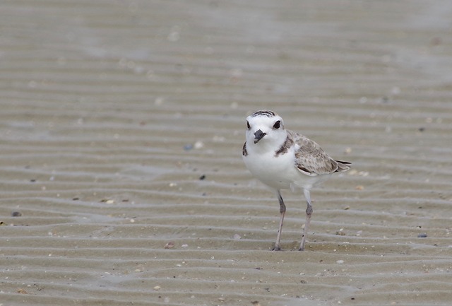 White-faced Plover