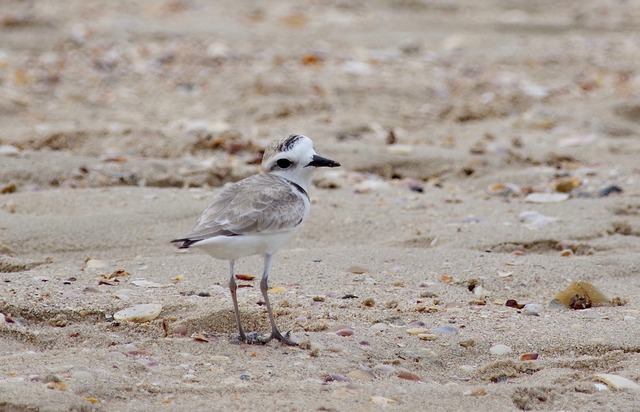 White-faced Plover