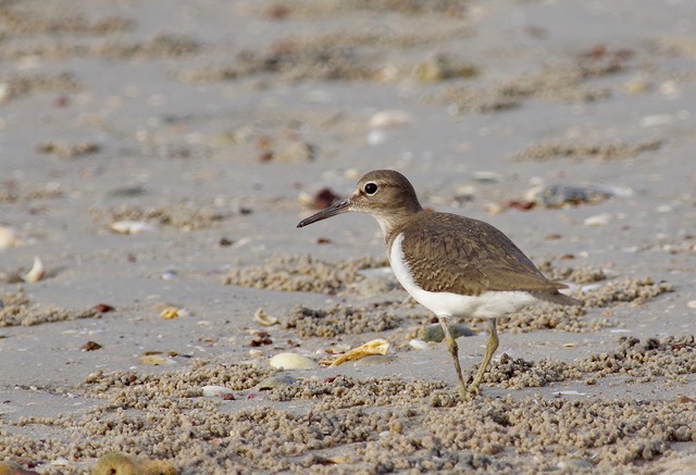 Common Sandplover