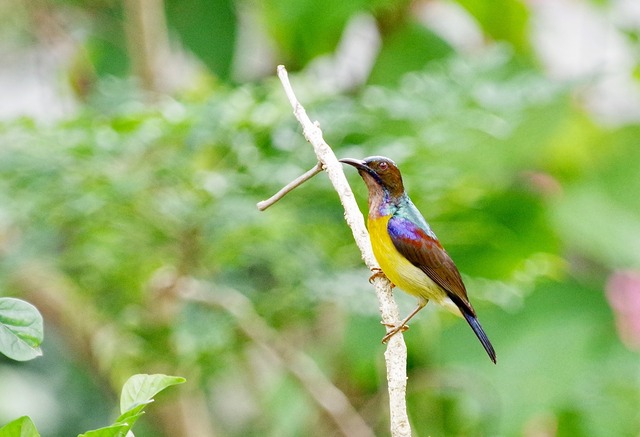 Brown-throated Sunbird