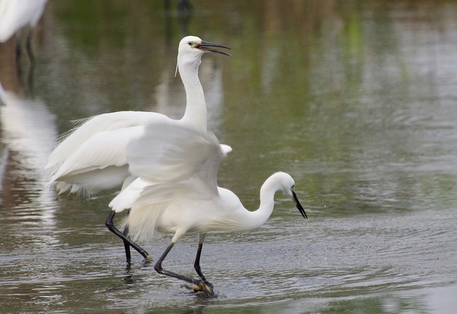 Little Egrets