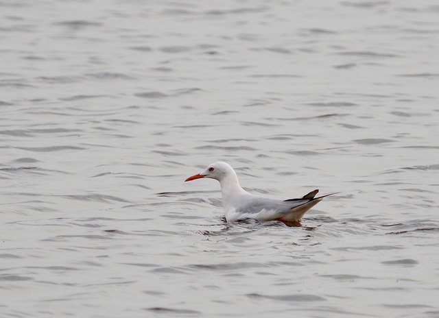 Slender-billed Gull