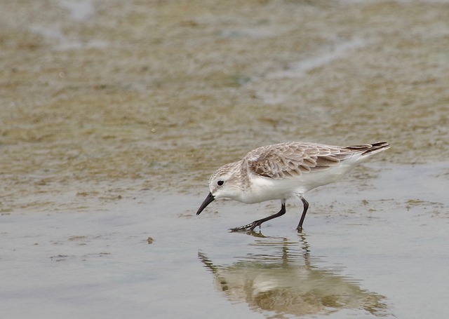 Red-necked Stint