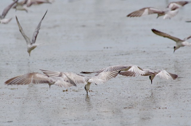 Black-naped terns