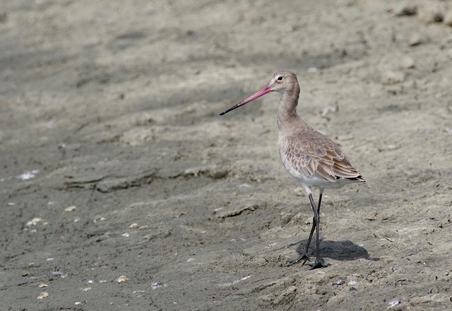 Black-tailed Godwit