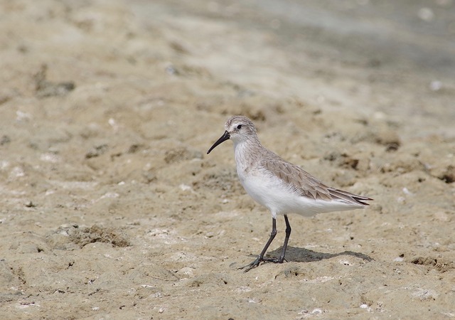 Curlew Sandpiper