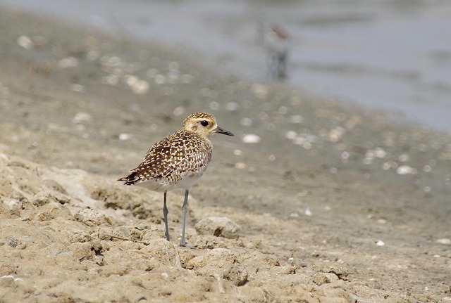 Pacific Golden Plover