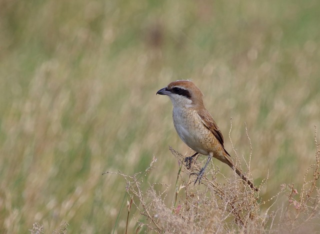 Brown Shrike female