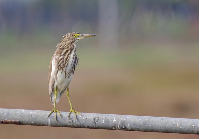 Pond-Heron sp.