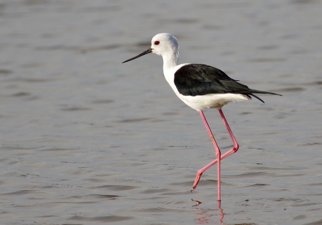 Black-winged Stilt