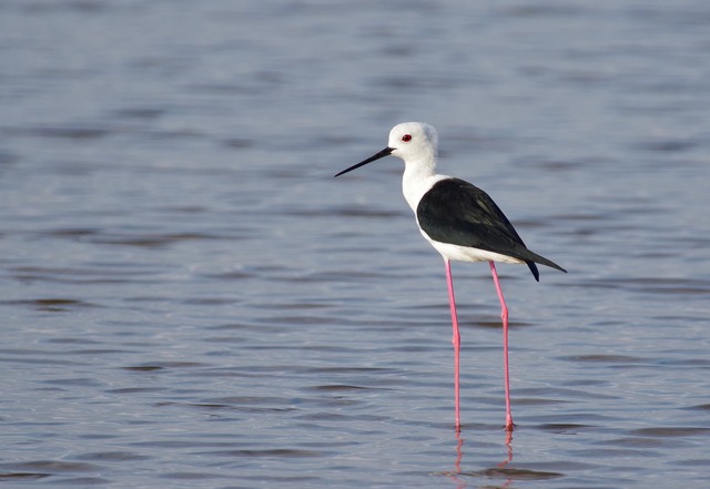 Black-winged Stilt2