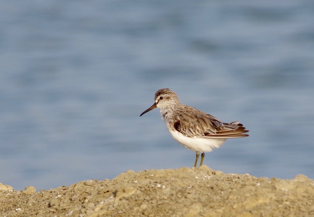 Broad-billed Sandpiper