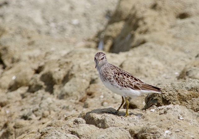 Long-toed Stilt