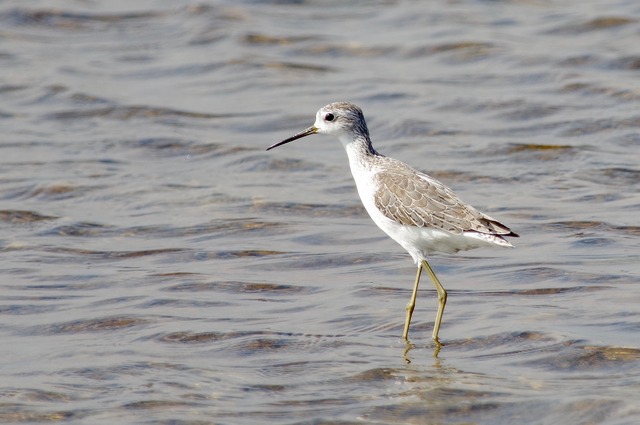 March Sandpiper