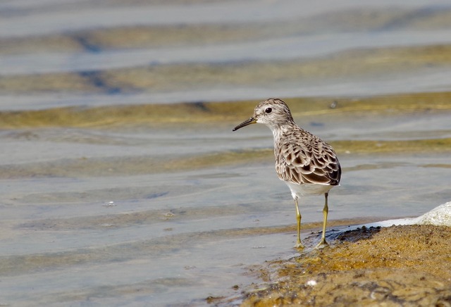 Long-toed Stint