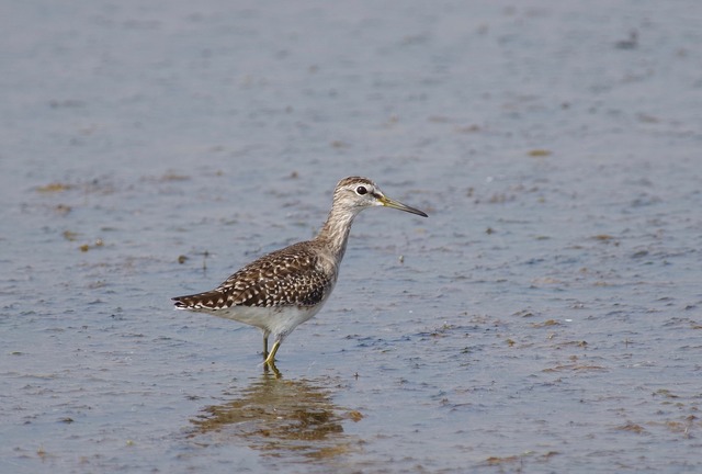 Wood Sandpiper