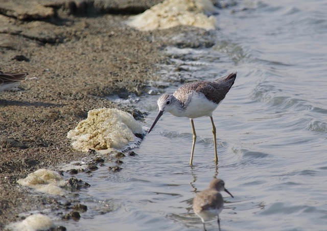 Common Greenshank