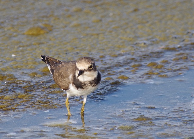 Little Ringed-Plover