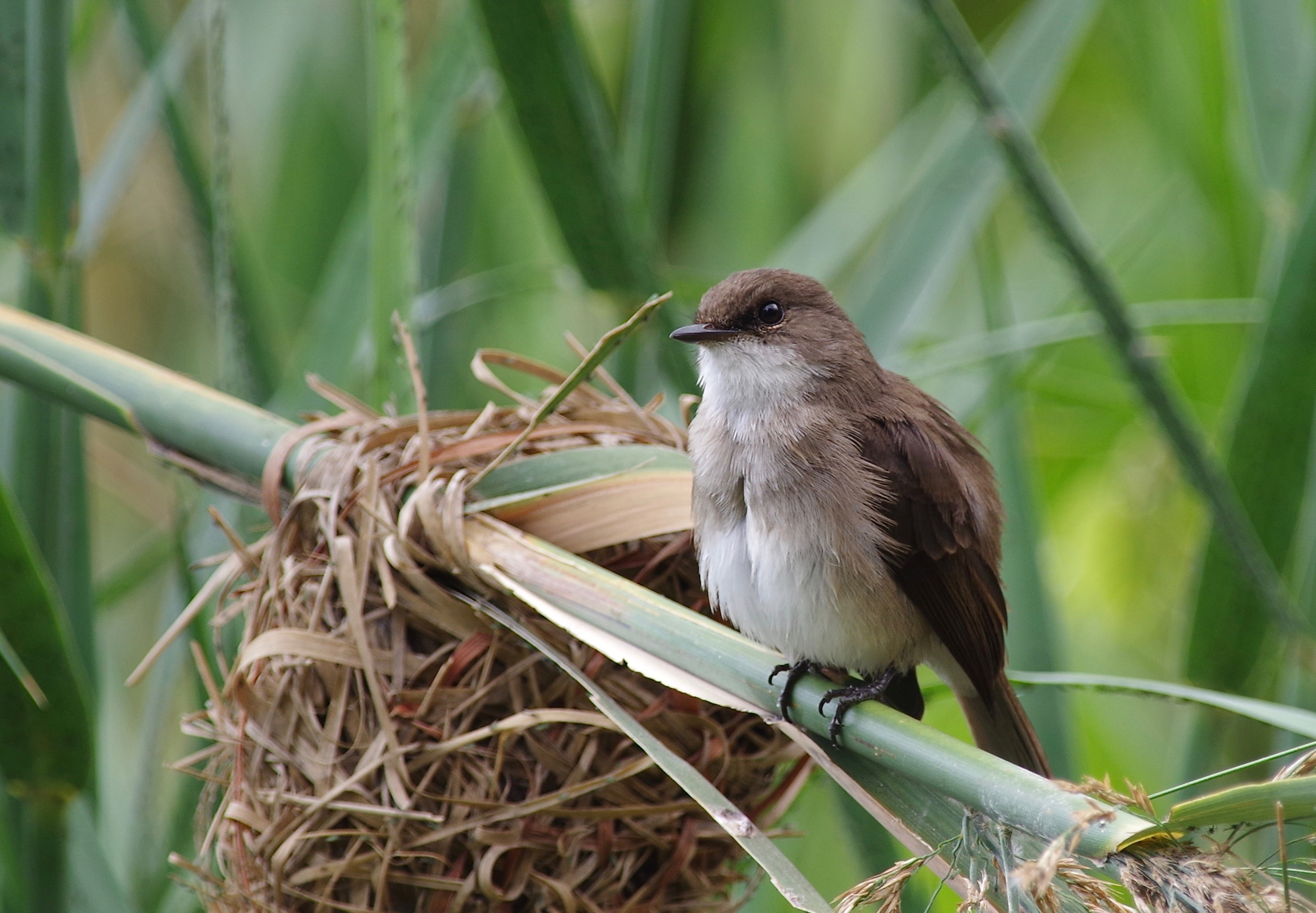 Swamp Flycatcher