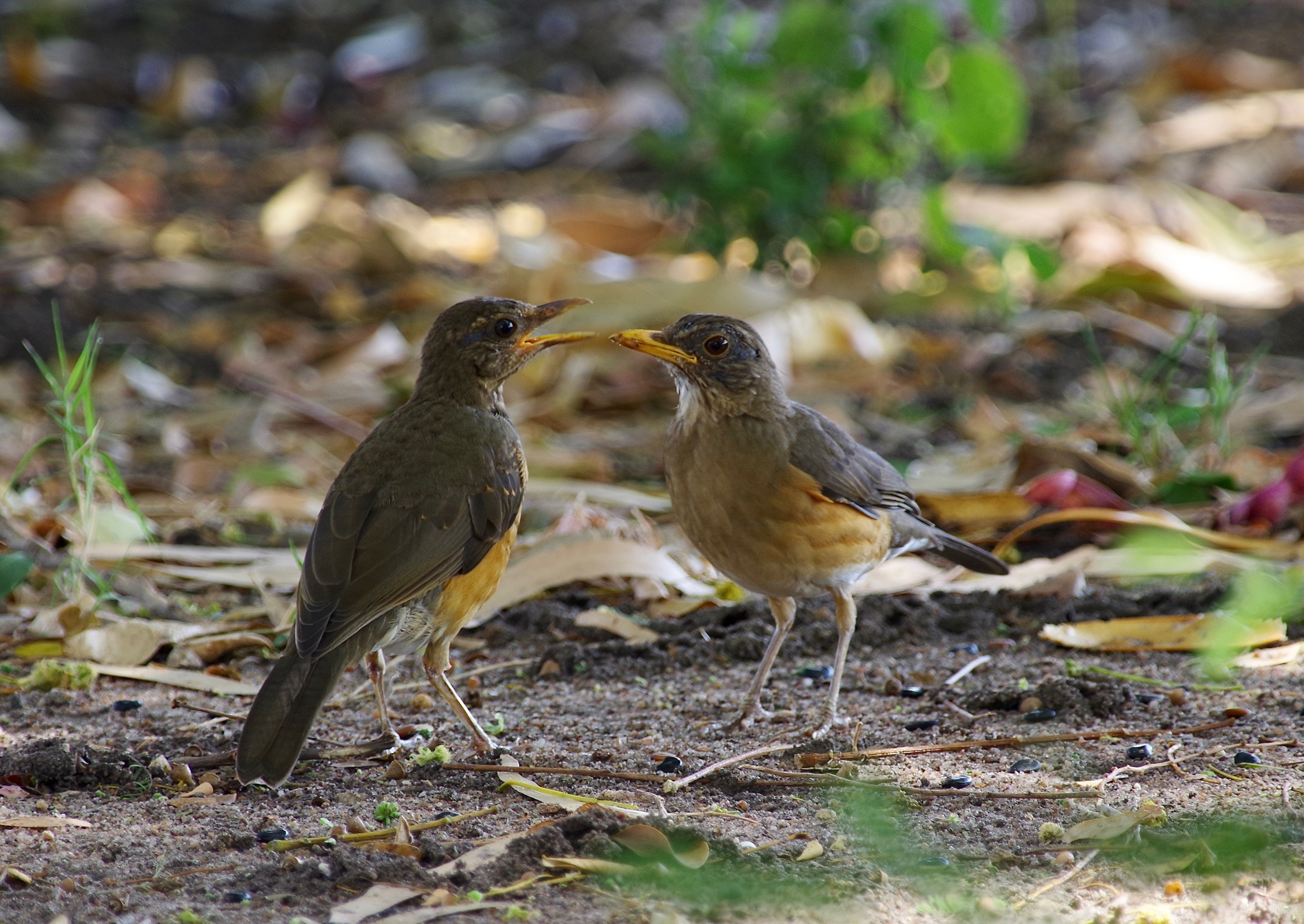 Af.Thrushes